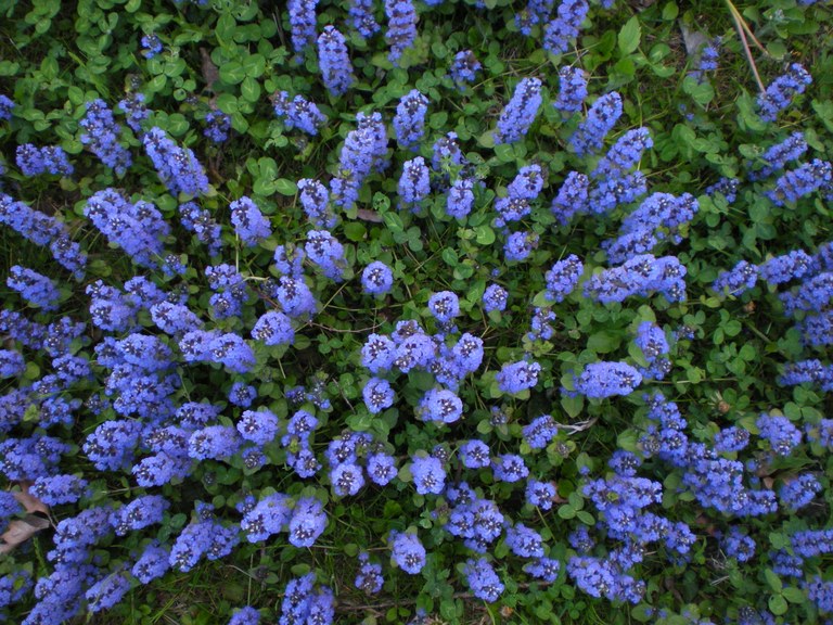 Parco Querini_bugola